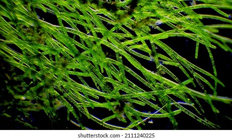 1,355 Algae under microscope Images, Stock Photos & Vectors | Shutterstock