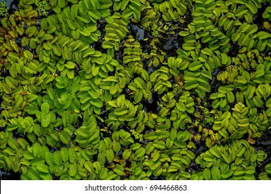 Water Plant Salvinia Nathans