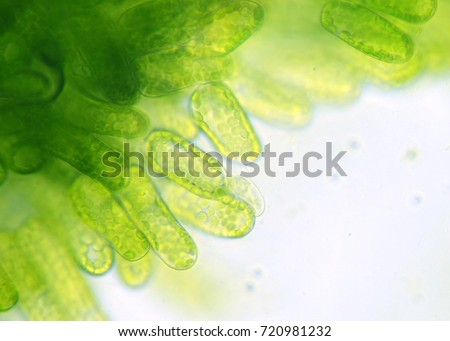 water plant under the microscope, chlorophyll