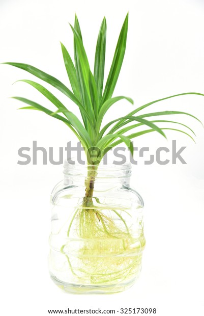 Water Plants Glass Vase Isolated On Stock Photo Edit Now 325173098