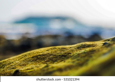 Water Plants On The Rock Close Up, Nature Abstract Blurred Background. Phuket Island, Thailand