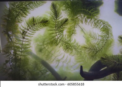 Water Plants (rigid Hornwort) In A Muddy Aquarium. Fish Tank Seaweed.