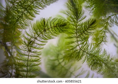 Water Plants (rigid Hornwort) In A Muddy Aquarium. Fish Tank Seaweed.