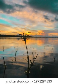 Water Plants Saying Goodbye To The Sunset.