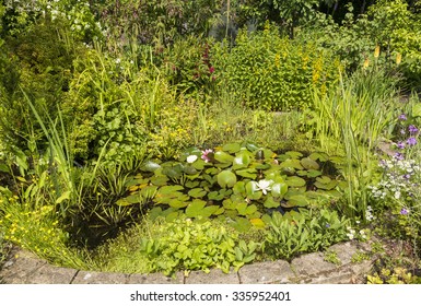 Water Plants For Wildlife In Garden Pond In Residential Back Garden, England