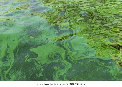 Water pollution by blooming blue-green algae - Cyanobacteria is world environmental problem. Water bodies, rivers and lakes with harmful algal blooms. Ecology concept of polluted nature. - Shutterstock ID 2199708305