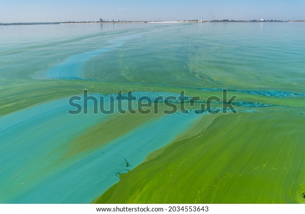 Water
pollution by blooming blue-green algae - Cyanobacteria is world
environmental problem. Water bodies, rivers and lakes with harmful
algal blooms. Ecology concept of polluted
nature.