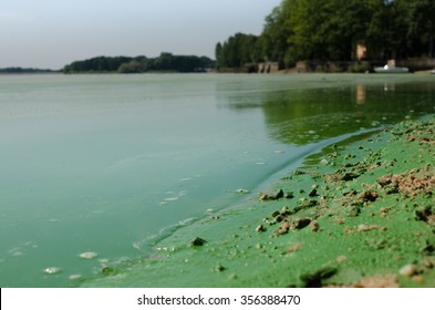 Water pollution caused by chemicals.