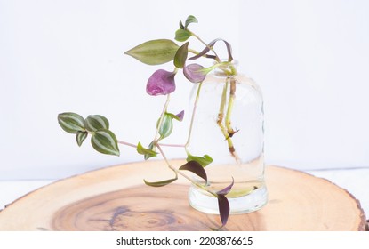 Water propagation of Wandering Jew stem in glass jar on wooden base on white background
