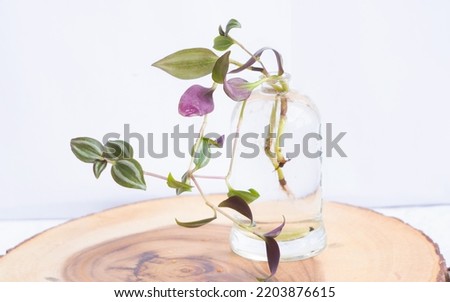 Water propagation of Wandering Jew stem in glass jar on wooden base on white background