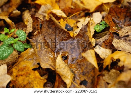 water puddle in beautiful fallen autumn leave fallen on the ground with other leaves in background