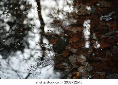 Water Puddle In Forest In Late Fall