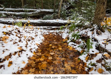 A Water Puddle In The Winter Forest At Union Mine Trail, Porcupine Mountains Wilderness State Park In Michigan.