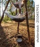 Water purification in the field during survival training in the Tuchola Forest. Survival concept the wild. Poland. Europe