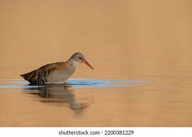 Water Rail - adult bird in a wetland. - Shutterstock ID 2200381229