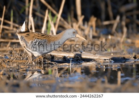 Water Rail in hiding in the reeds. Water bird in the wetland. Waterfowl. Cute little bird in the water. Rallus aquaticus. European birds. Beautiful wildlife spring scene