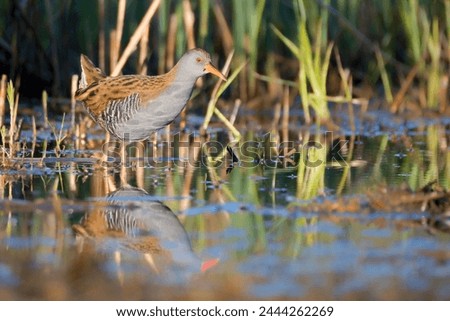 Water Rail in hiding in the reeds. Water bird in the wetland. Waterfowl. Cute little bird in the water. Rallus aquaticus. European birds. Beautiful wildlife spring scene