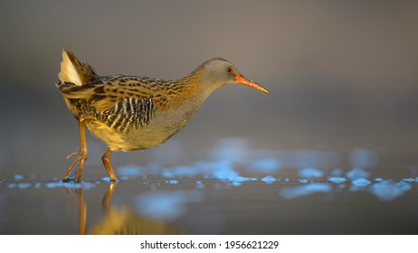 Water Rail (Rallus Aquaticus), Walking In Water, Kiskunság National Park, Hungary