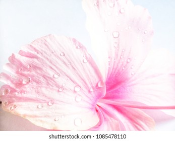 Water Rain Drops On Pink Hibiscus Flower Petals.