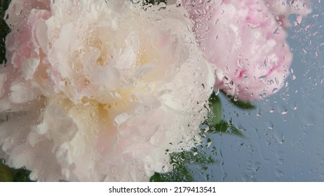 Water rain drops on wet window glass, peony flowers spring bloom, floral blossom of paeony. Springtime botanical flora. Pastel color spring paeonia inflorescence. Bouquet. Dew, droplets or raindrops. - Shutterstock ID 2179413541