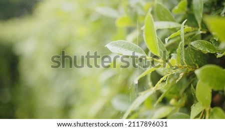Water rain Drops onto green leaves plant, Raining day in tropical forest, Green nature eco concept	
