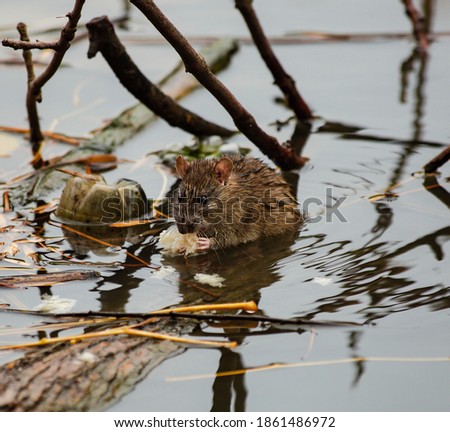 A water rat eats bread while sitting on a log lying in the river in the open air. A plastic bottle and other debris are floating in the water around the rat. Environmental pollution. Rodent close-up.