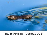 Water rat swimming in thr lake