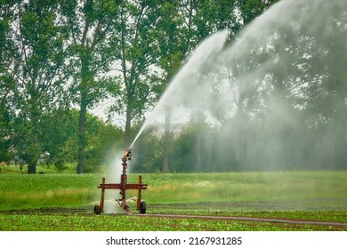 Water Reclamation Cannon Seeks Out Water In Field With Young Green Seedlings.