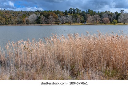 Water Reeds At Lake Canobolas On A Winters Day In Orange, NSW, Australia