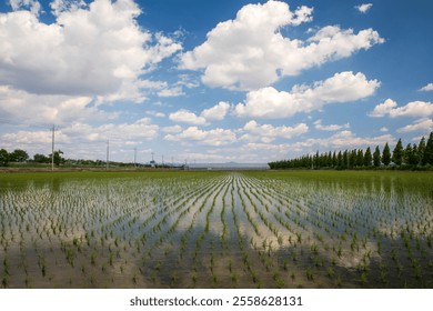 Water reflection of cloud on rice paddy after planting against metasequoia trees near Iksan-si, South Korea
 - Powered by Shutterstock