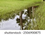 Water Reflection Creek Watershed Drainage Basin Swamp Everglades