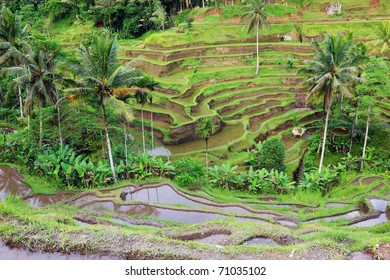 Water at the rice fields of the Bali island, Indonesia
