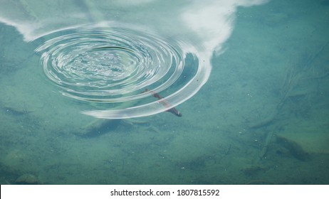 Water Ripples in a Pond from Wild Fish Swimming and Surfacing Underwater. Cool Lake and Murky Rippling Water Splash Motion - Powered by Shutterstock