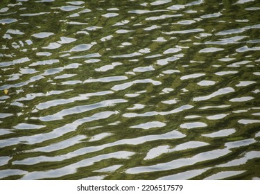 Water Ripples At The River Severn