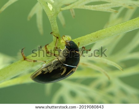 a water scavenger beetle (Tropisternus lateralis) crawling upside-down underwater on an aquatic plant. Delta, British Columbia, Canada