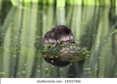 water-shrew-neomys-fodiens-single-260nw-