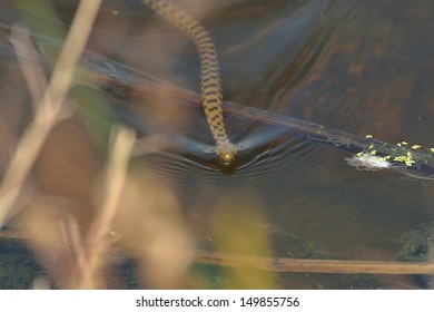 Water Snake