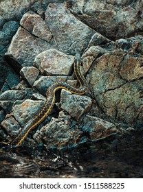 Water Snake Near Lake Siskiyou