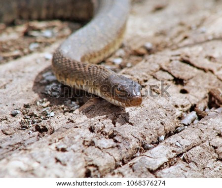 Similar – A small grass snake on the compost