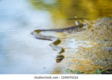 Water Snake Swimming In A Marsh