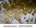 Water snake swimming through a calm, reflective pond, creating ripples as it moves, surrounded by the reflections of leafy branches