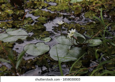 Water Snowflake And Floating Watermoss