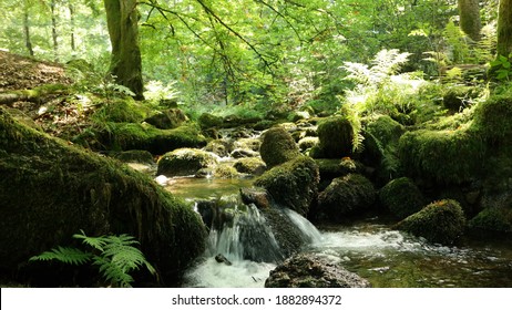 Water Source Inside The Black Forest