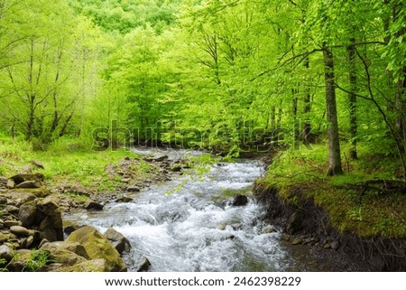 water source of turiya river of ukraine in spring. beautiful nature landscape in the primeval carpathian forest. beech trees along the creek in ambient light on a cloudy day