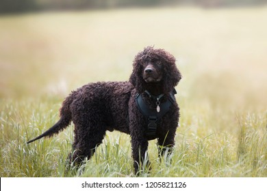 Irish Water Spaniel Images Stock Photos Vectors Shutterstock