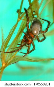 Water Spider Argyroneta Aquatica