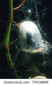 Water Spider Argyroneta Aquatica In Underwater Dome Nest