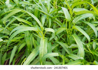 9,117 Water spinach plant Images, Stock Photos & Vectors | Shutterstock