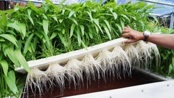 Water Spinach On Floating Raft Hydroponics System