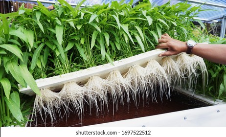 Water Spinach on Floating Raft Hydroponics System
